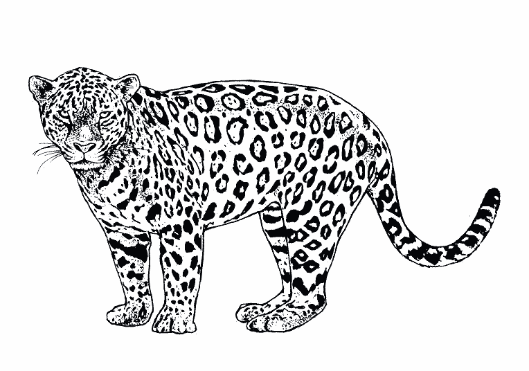 着色页: 捷豹 (动物) #9025 - 免费可打印着色页