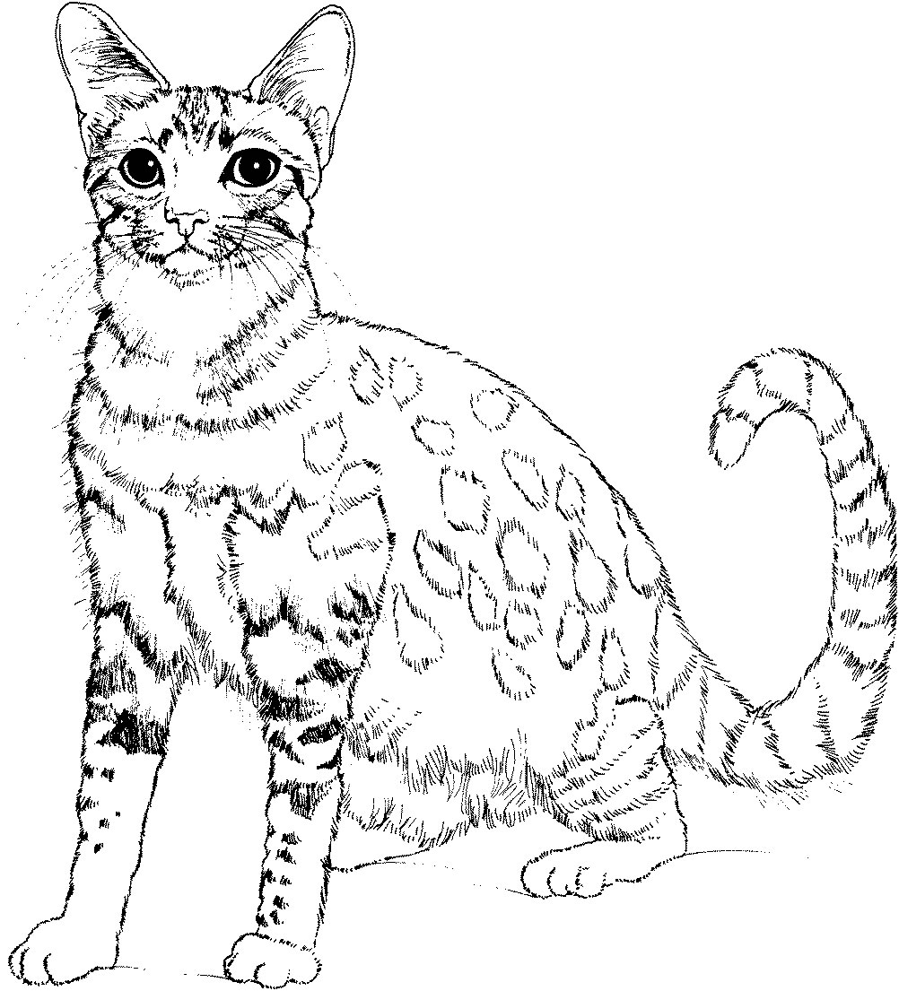 着色页: 小猫 (动物) #18096 - 免费可打印着色页
