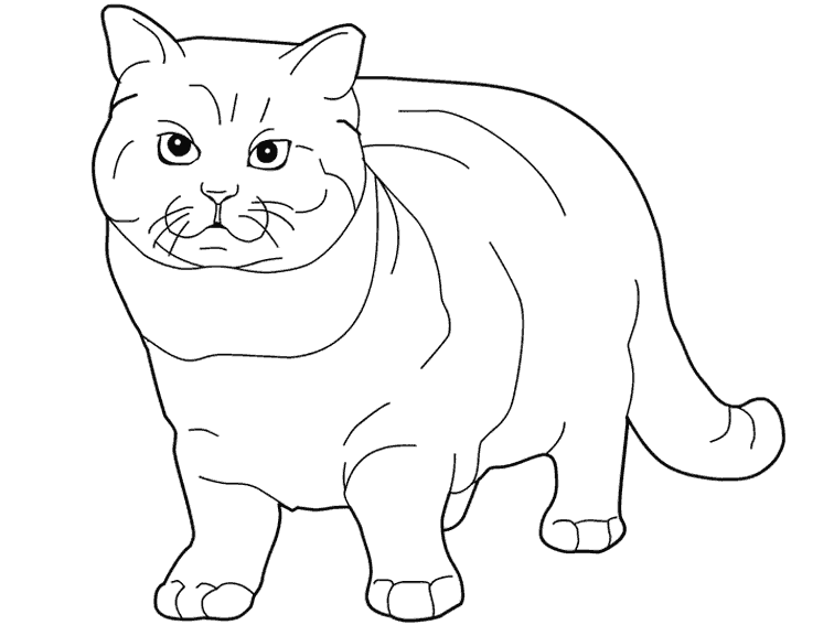 着色页: 小猫 (动物) #18166 - 免费可打印着色页