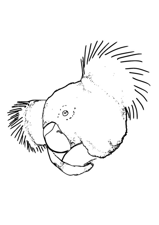 着色页: 考拉 (动物) #9343 - 免费可打印着色页