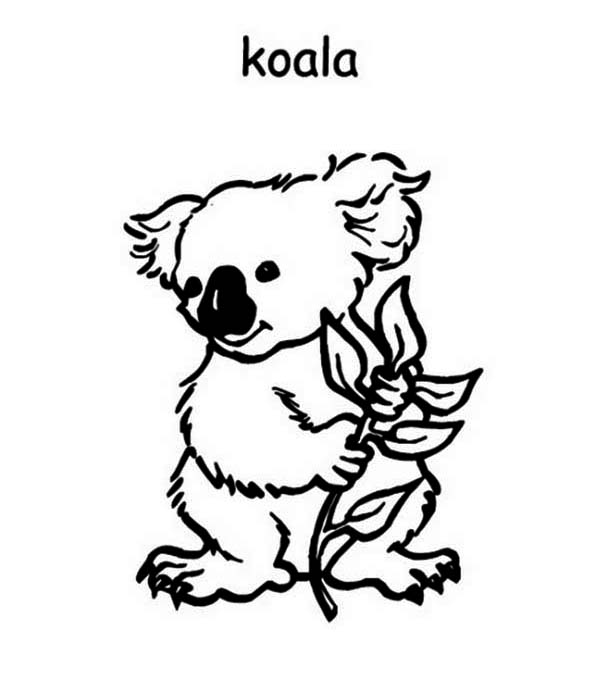 着色页: 考拉 (动物) #9420 - 免费可打印着色页