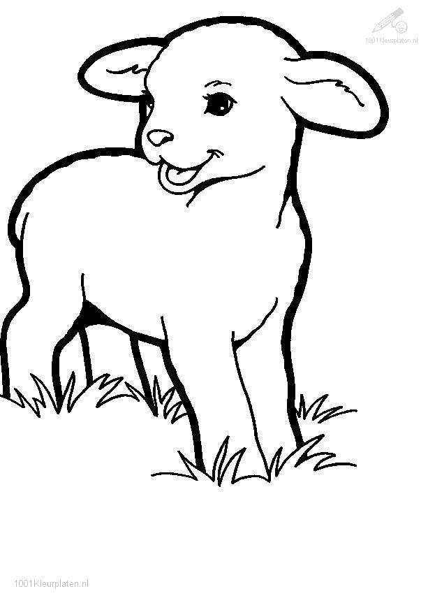 着色页: 羊肉 (动物) #178 - 免费可打印着色页
