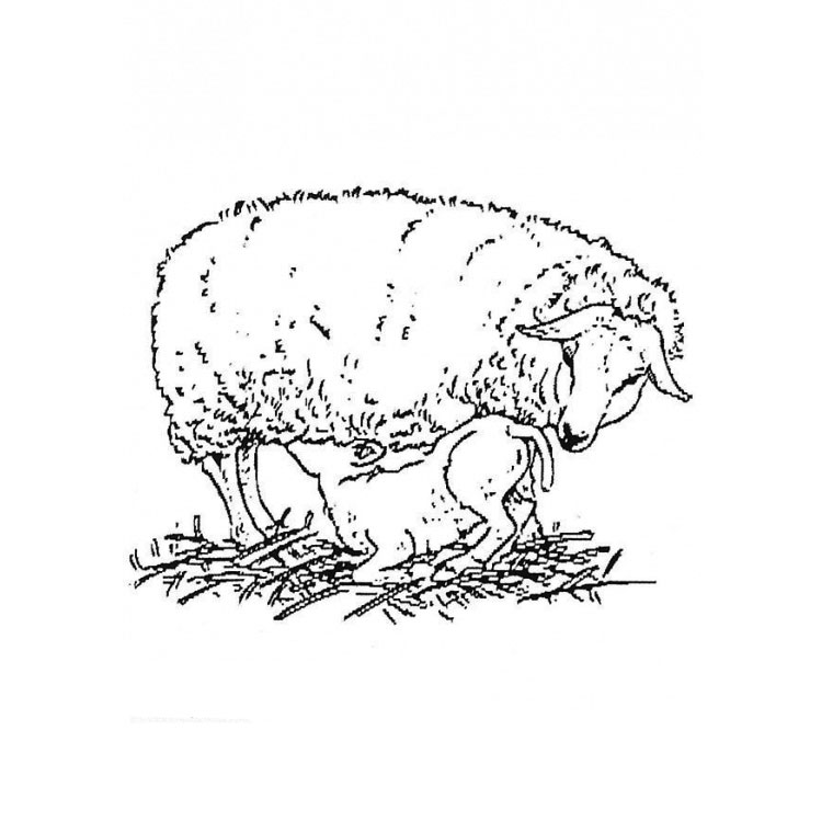 着色页: 羊肉 (动物) #226 - 免费可打印着色页