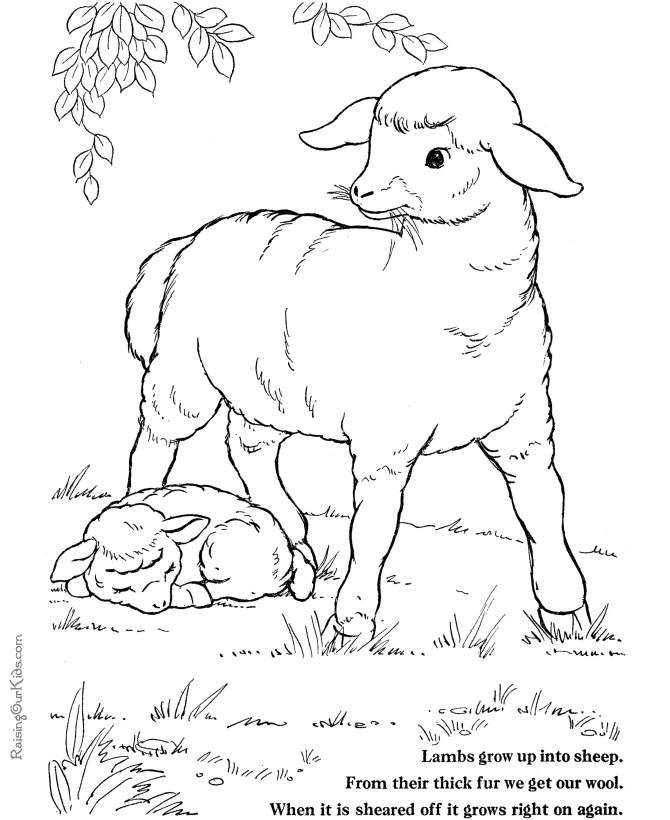 着色页: 羊肉 (动物) #268 - 免费可打印着色页