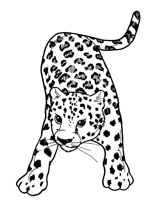 着色页: 豹 (动物) #9707 - 免费可打印着色页