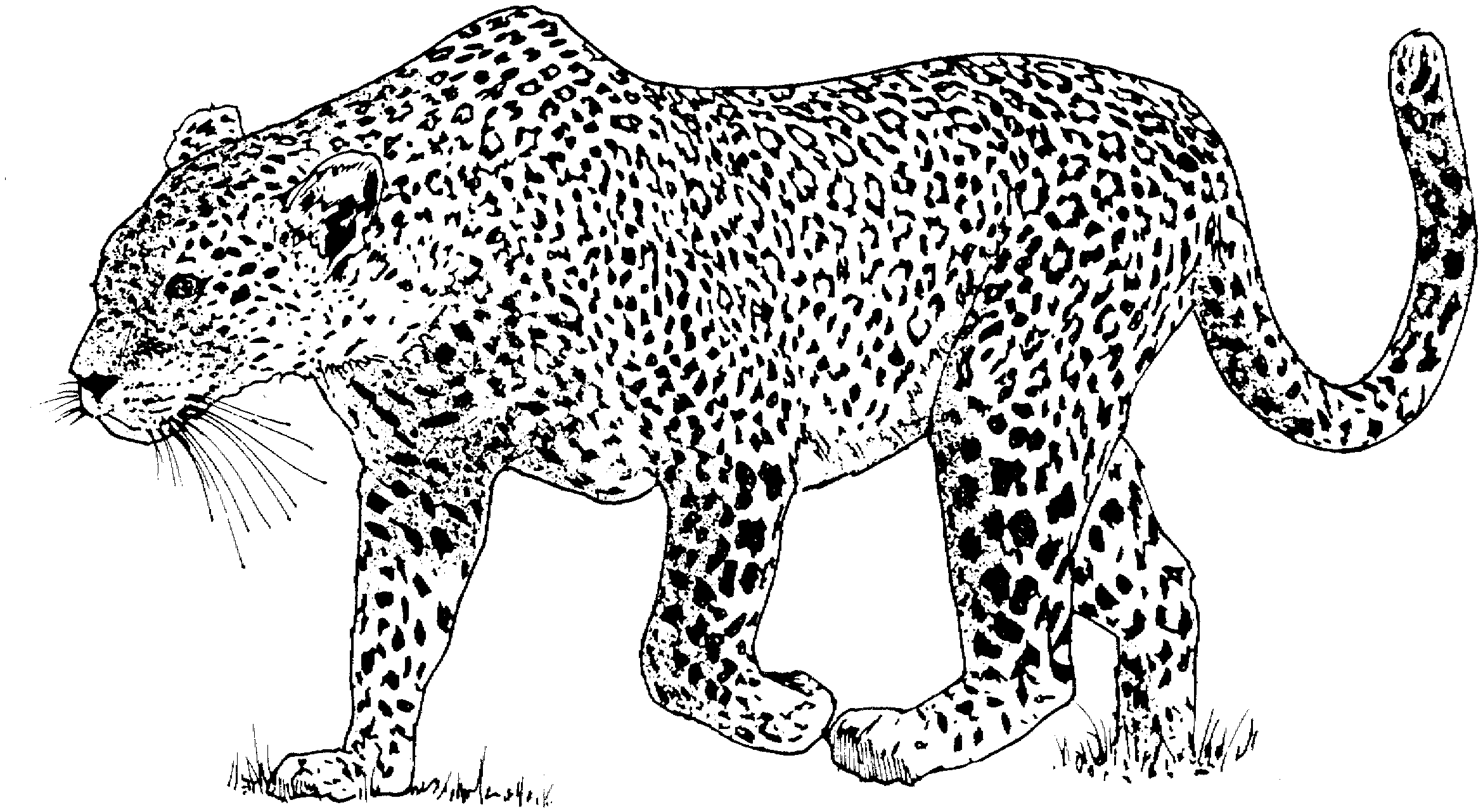 着色页: 豹 (动物) #9711 - 免费可打印着色页