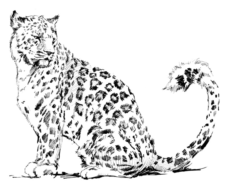 着色页: 豹 (动物) #9720 - 免费可打印着色页
