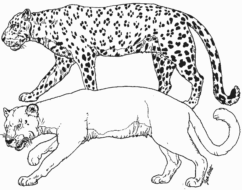 着色页: 豹 (动物) #9729 - 免费可打印着色页