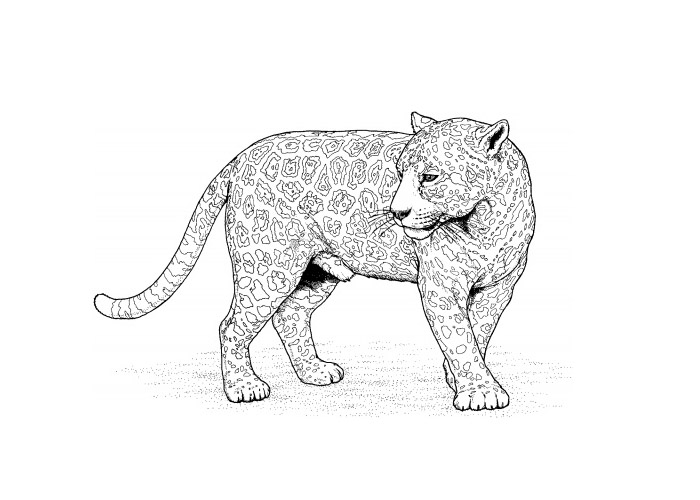 着色页: 豹 (动物) #9758 - 免费可打印着色页