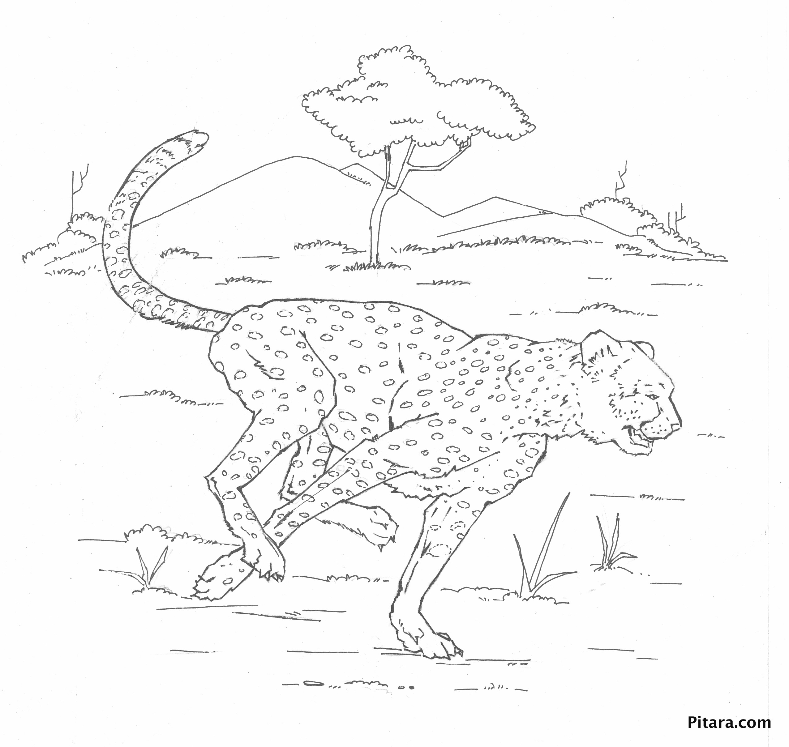 着色页: 豹 (动物) #9777 - 免费可打印着色页