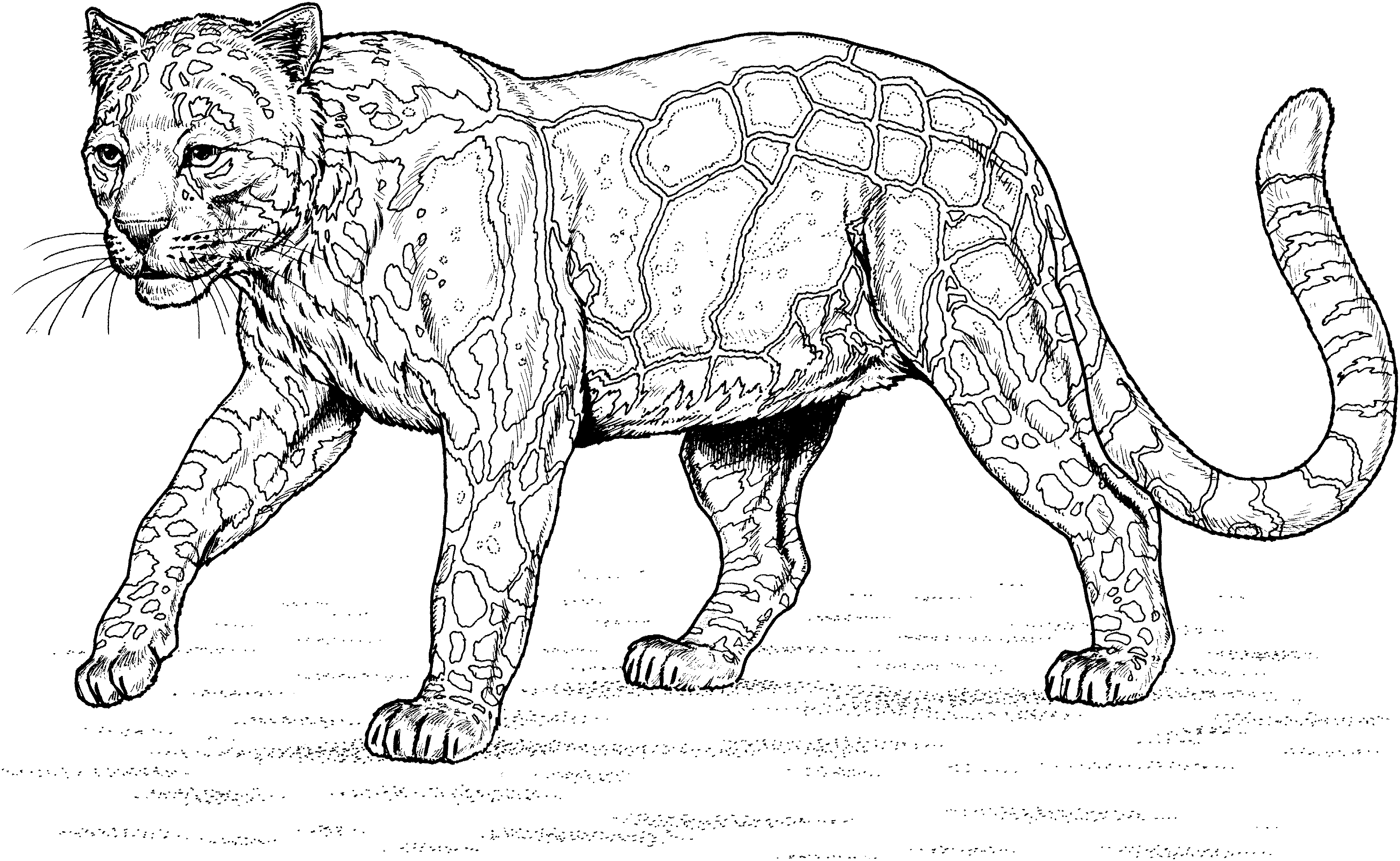 着色页: 豹 (动物) #9780 - 免费可打印着色页