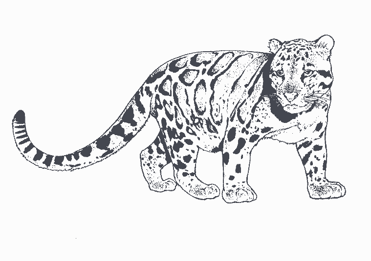 着色页: 豹 (动物) #9787 - 免费可打印着色页