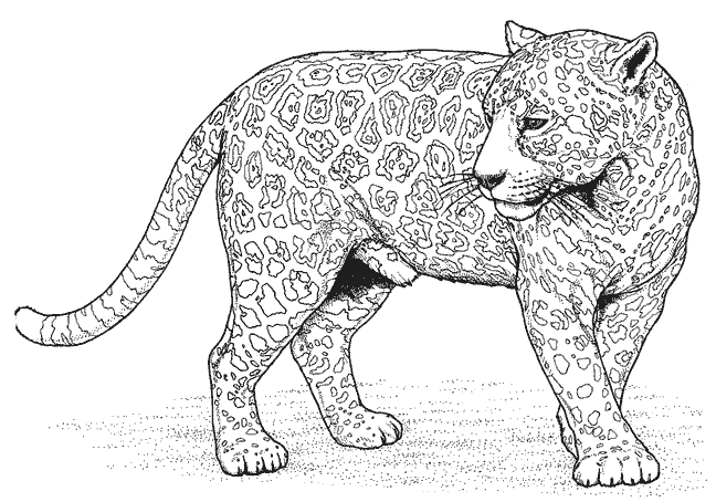 着色页: 豹 (动物) #9817 - 免费可打印着色页