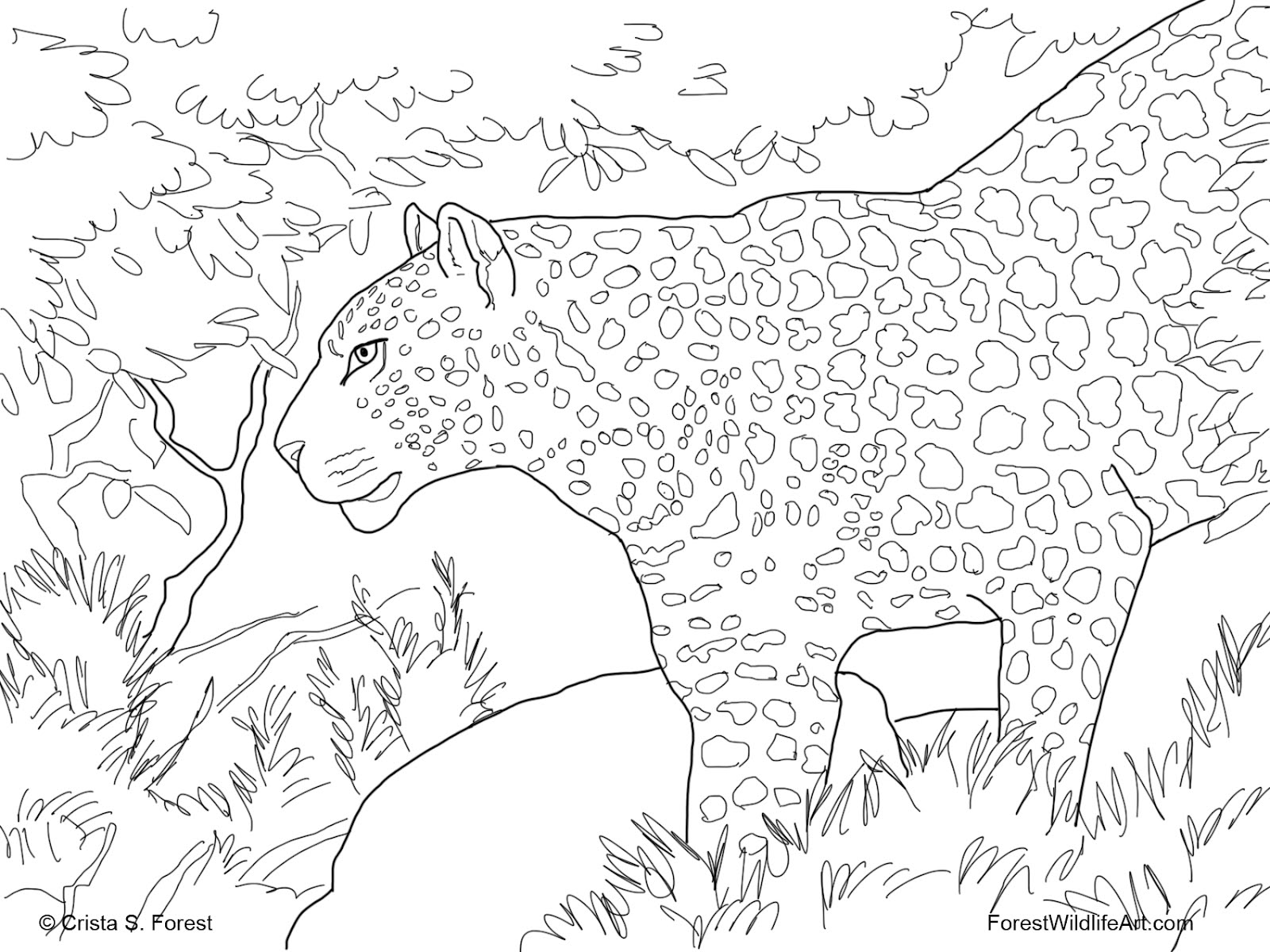 着色页: 豹 (动物) #9821 - 免费可打印着色页