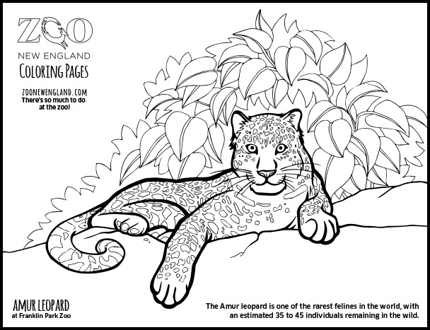 着色页: 豹 (动物) #9834 - 免费可打印着色页