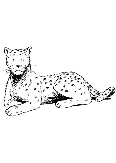 着色页: 豹 (动物) #9835 - 免费可打印着色页