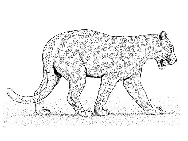 着色页: 豹 (动物) #9859 - 免费可打印着色页