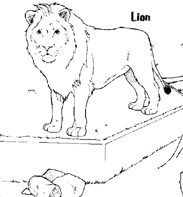 着色页: 狮子 (动物) #10359 - 免费可打印着色页