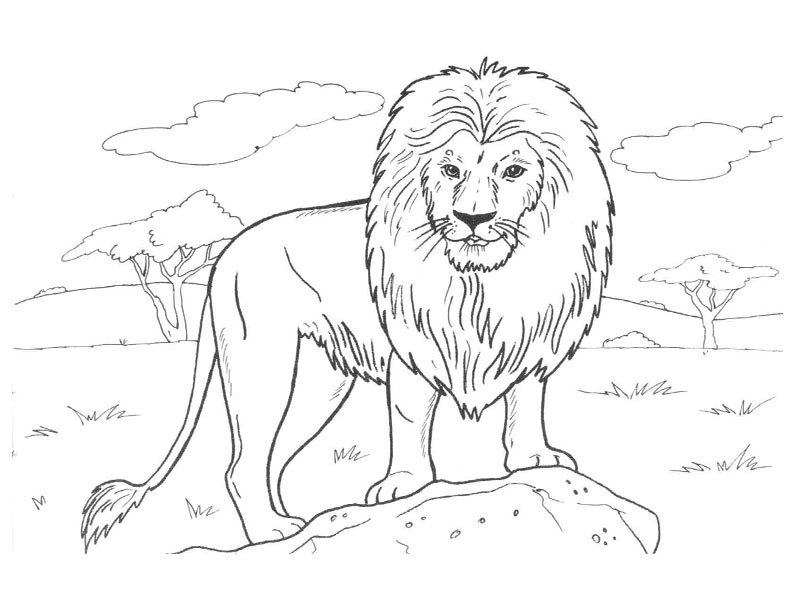 着色页: 狮子 (动物) #10379 - 免费可打印着色页