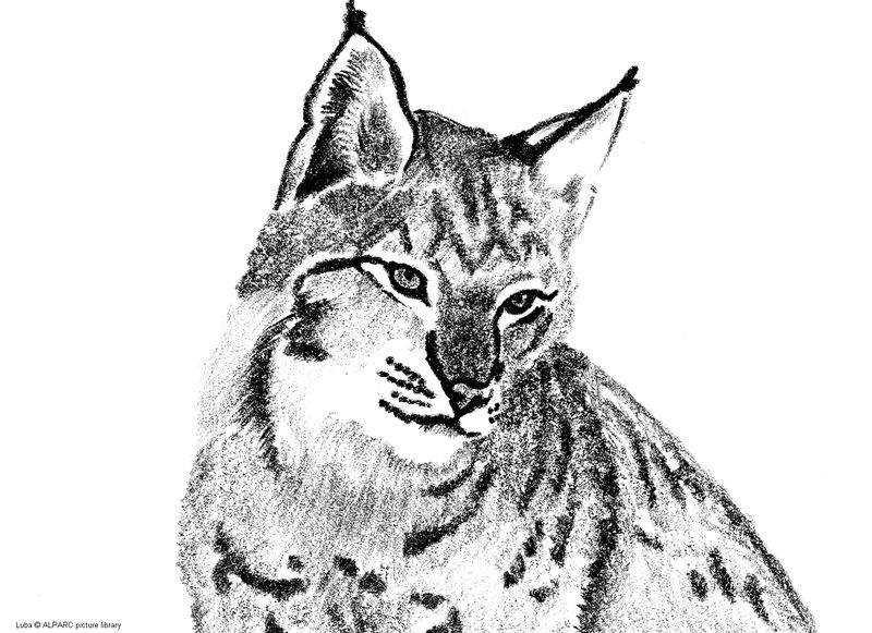 着色页: 山猫 (动物) #10797 - 免费可打印着色页