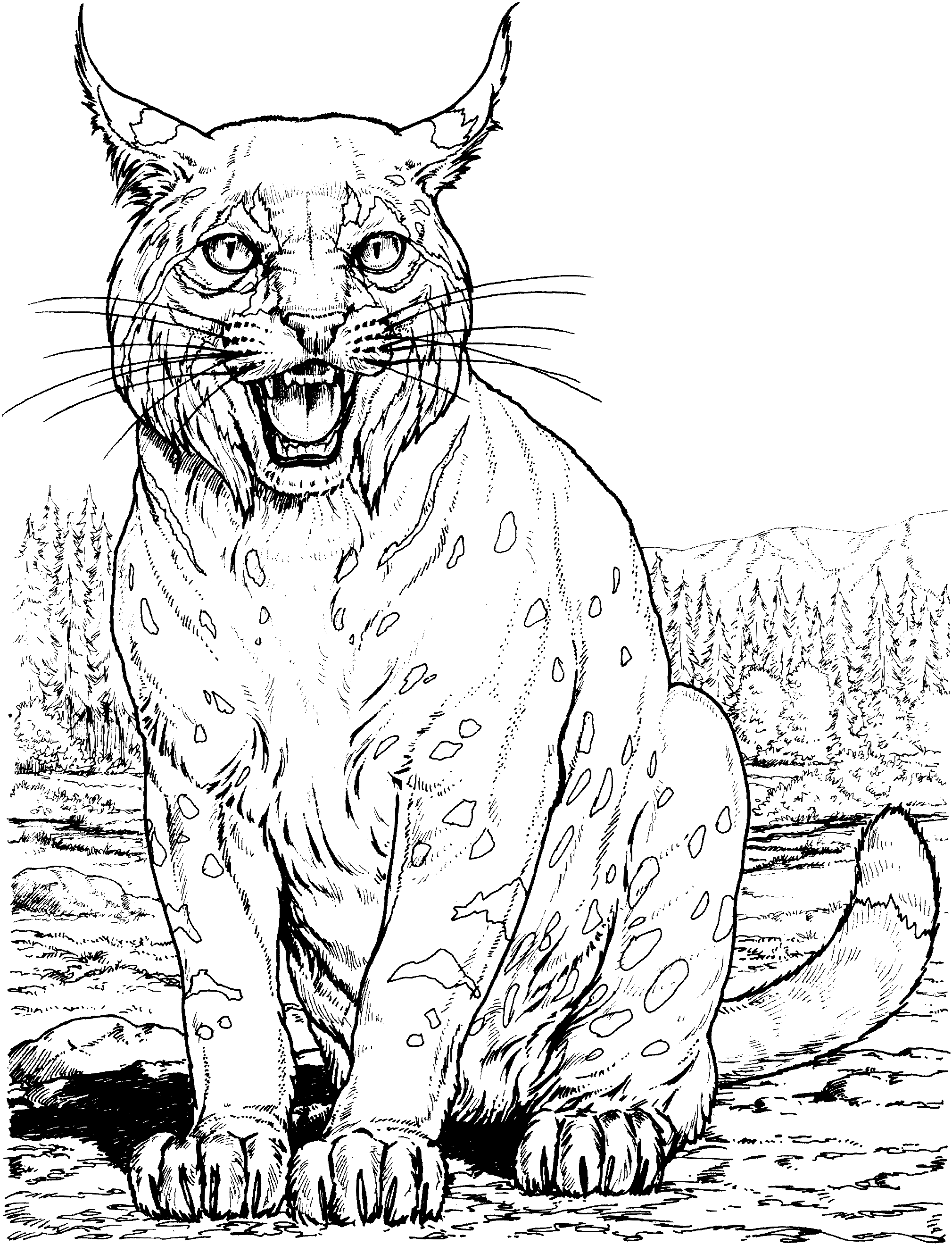 着色页: 山猫 (动物) #10798 - 免费可打印着色页