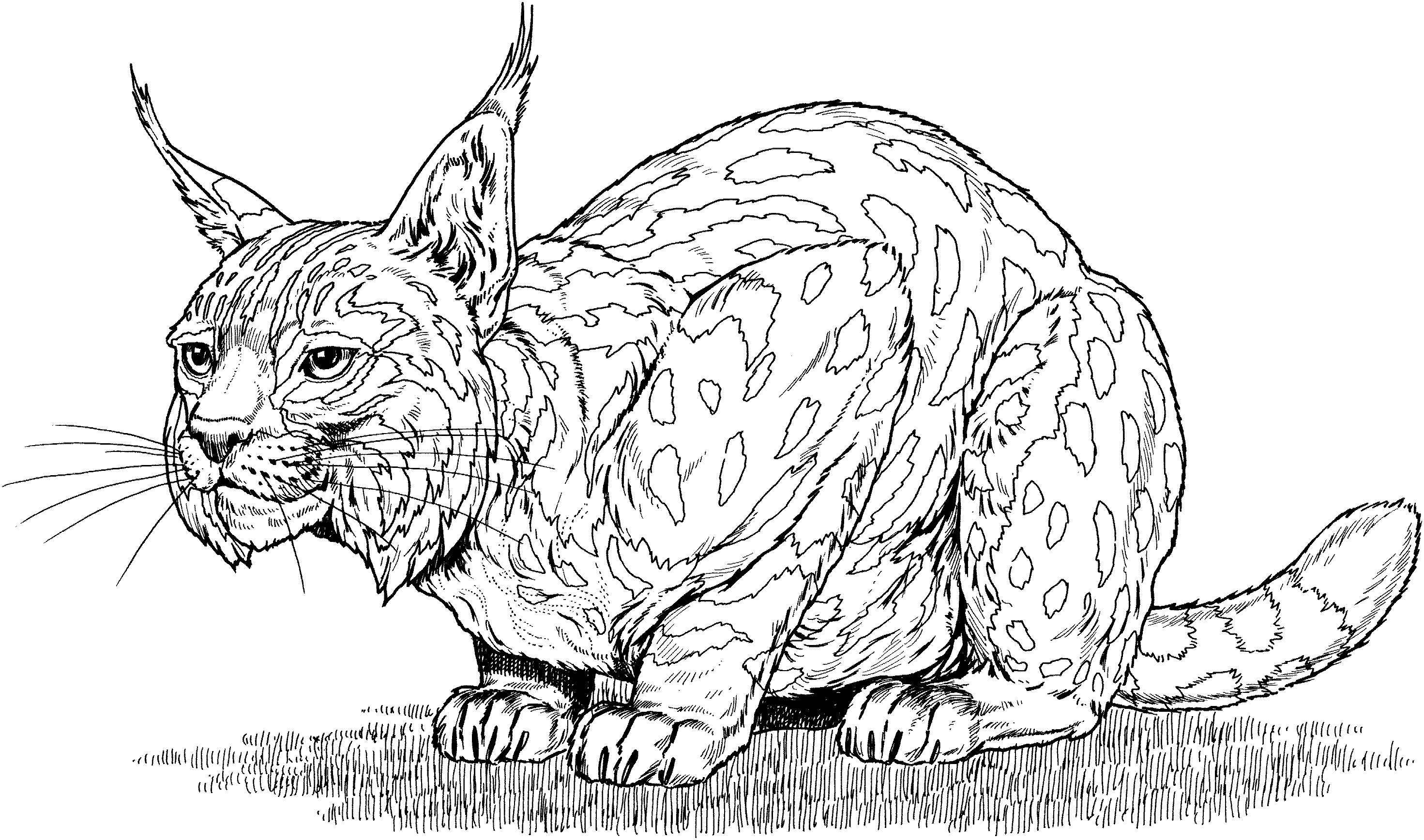着色页: 山猫 (动物) #10800 - 免费可打印着色页