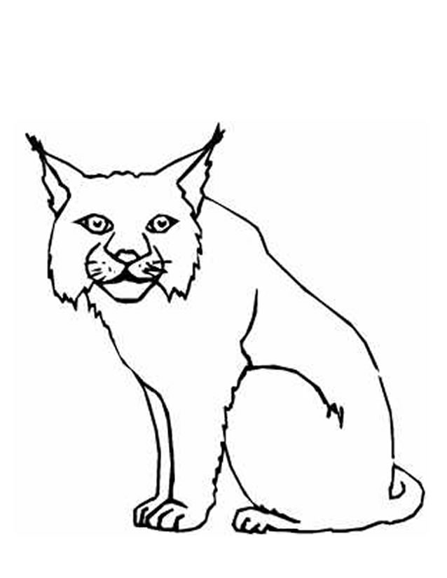 着色页: 山猫 (动物) #10807 - 免费可打印着色页