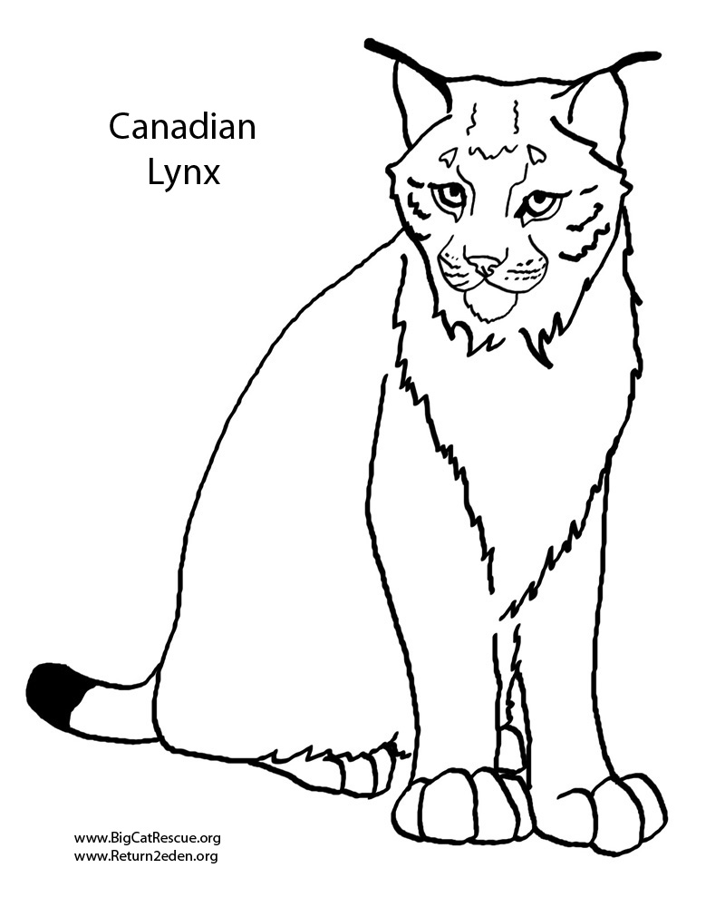 着色页: 山猫 (动物) #10808 - 免费可打印着色页