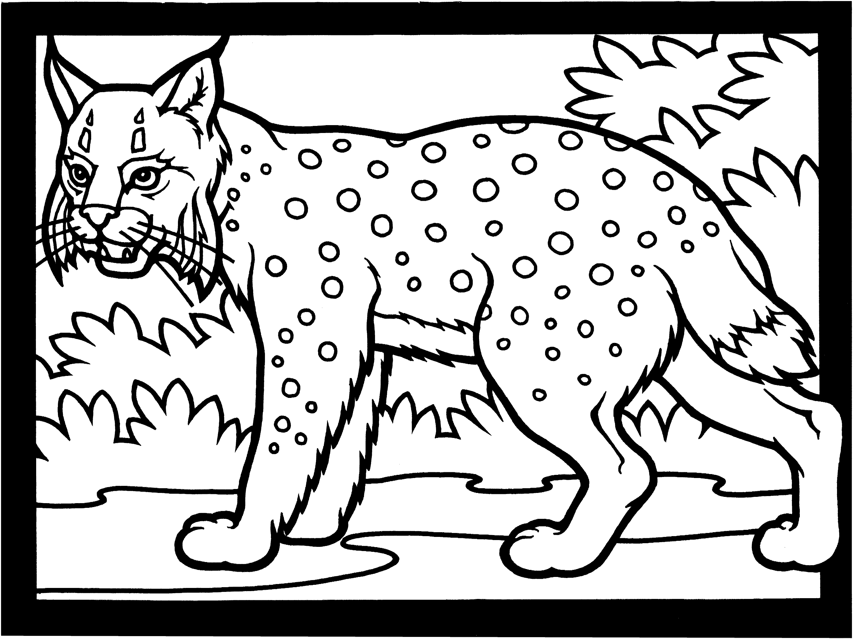 着色页: 山猫 (动物) #10810 - 免费可打印着色页