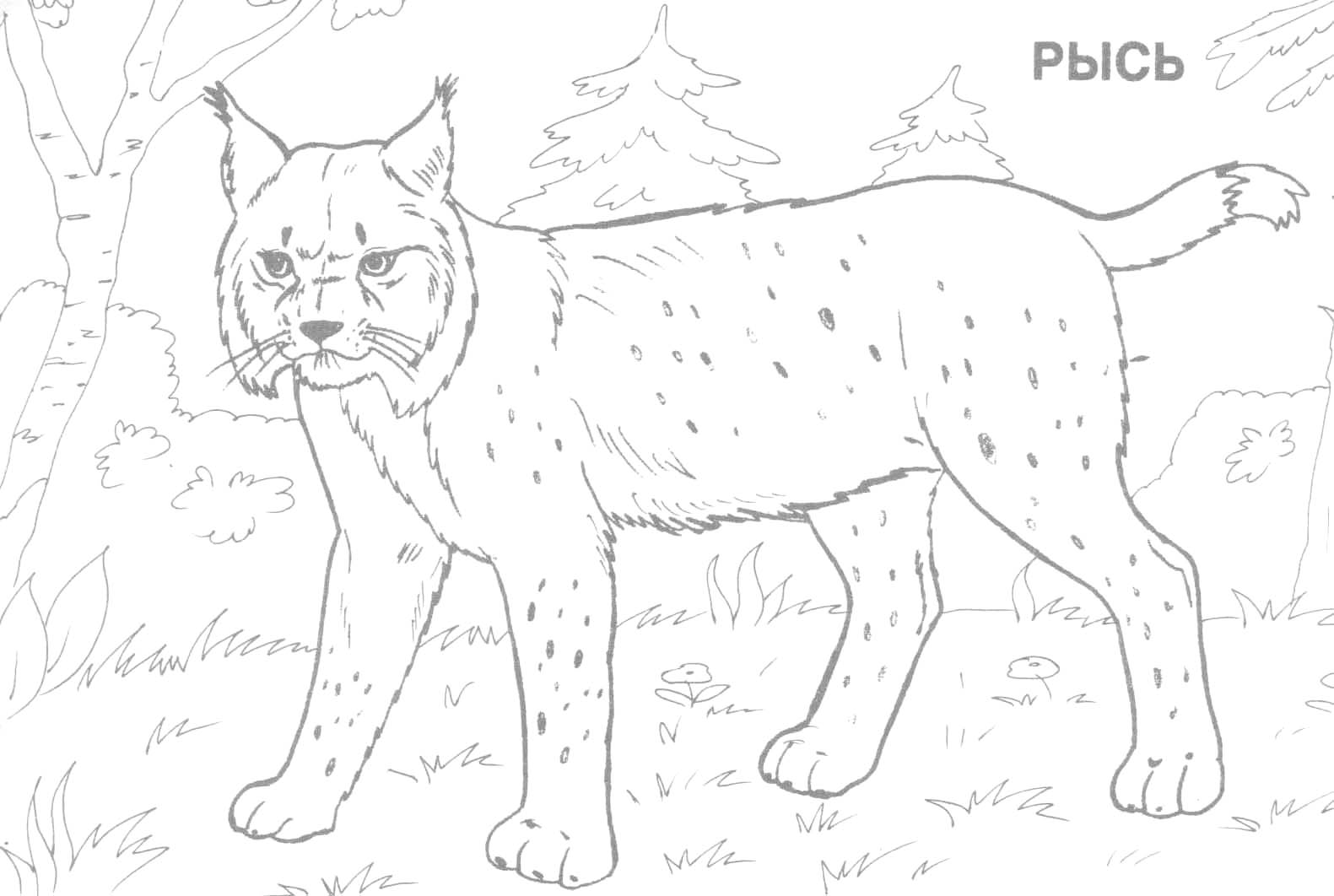 着色页: 山猫 (动物) #10811 - 免费可打印着色页