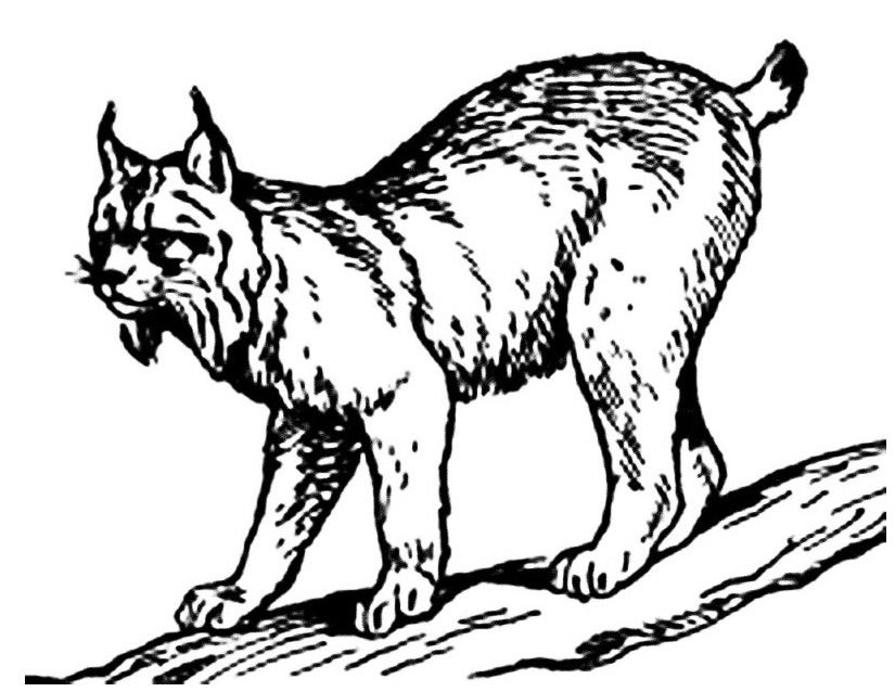 着色页: 山猫 (动物) #10812 - 免费可打印着色页