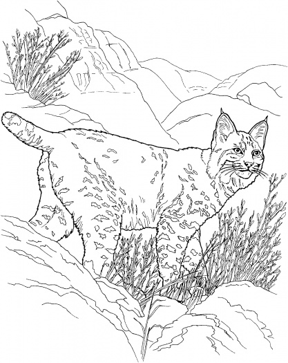 着色页: 山猫 (动物) #10815 - 免费可打印着色页