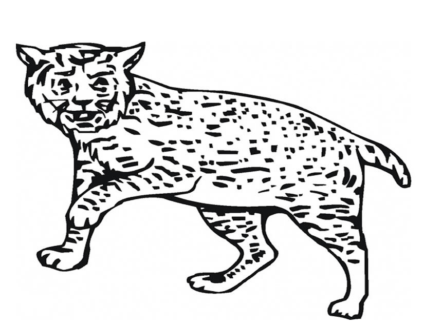 着色页: 山猫 (动物) #10816 - 免费可打印着色页
