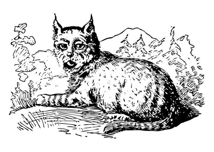 着色页: 山猫 (动物) #10817 - 免费可打印着色页