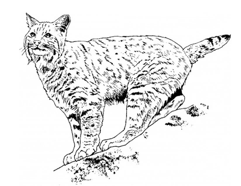 着色页: 山猫 (动物) #10818 - 免费可打印着色页