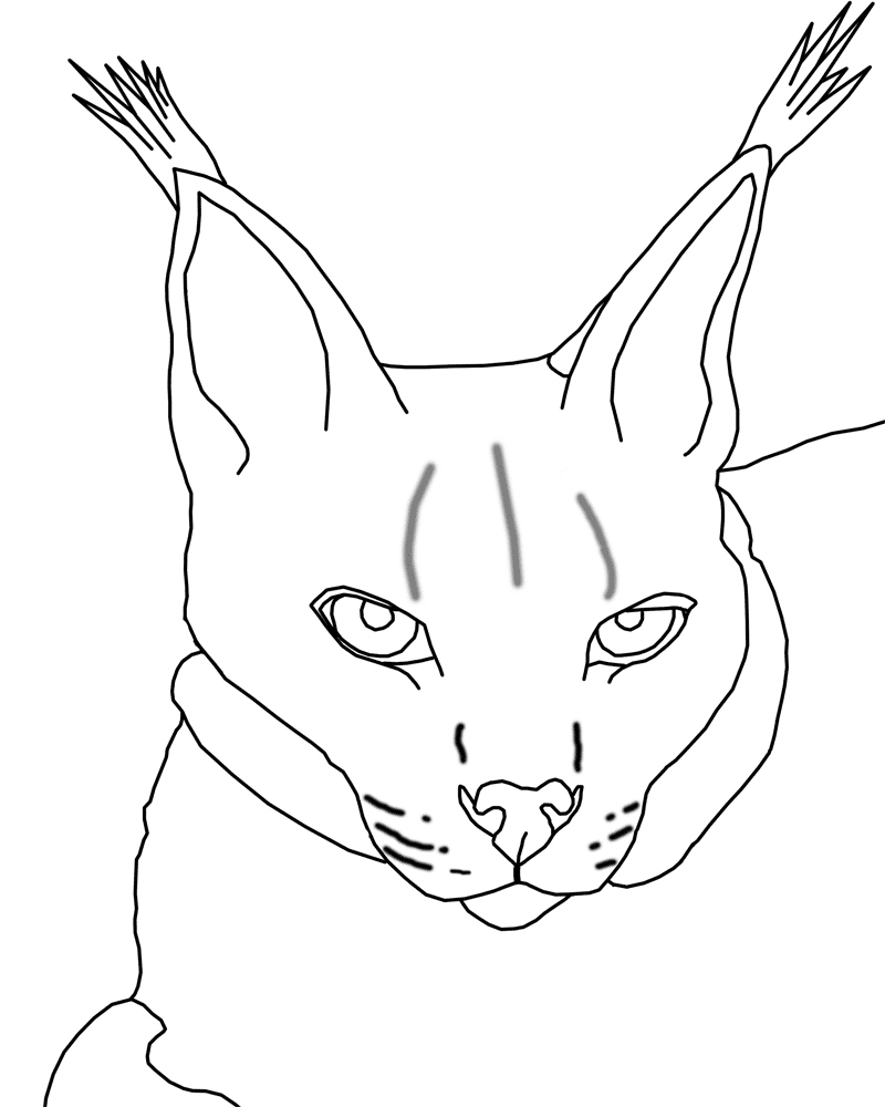 着色页: 山猫 (动物) #10828 - 免费可打印着色页