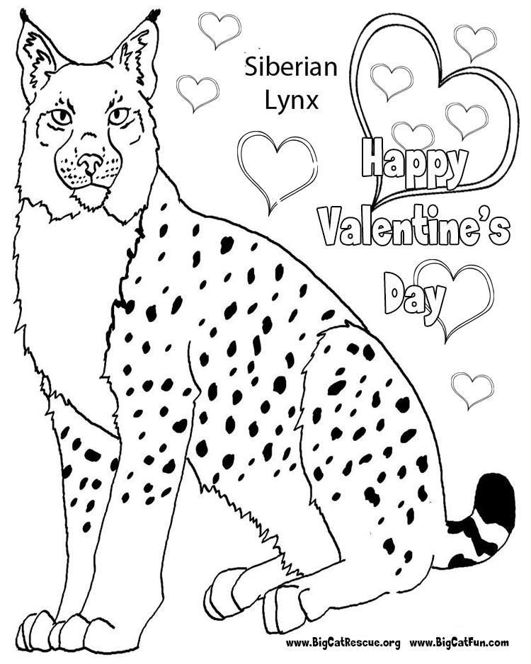 着色页: 山猫 (动物) #10843 - 免费可打印着色页