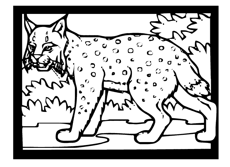 着色页: 山猫 (动物) #10851 - 免费可打印着色页
