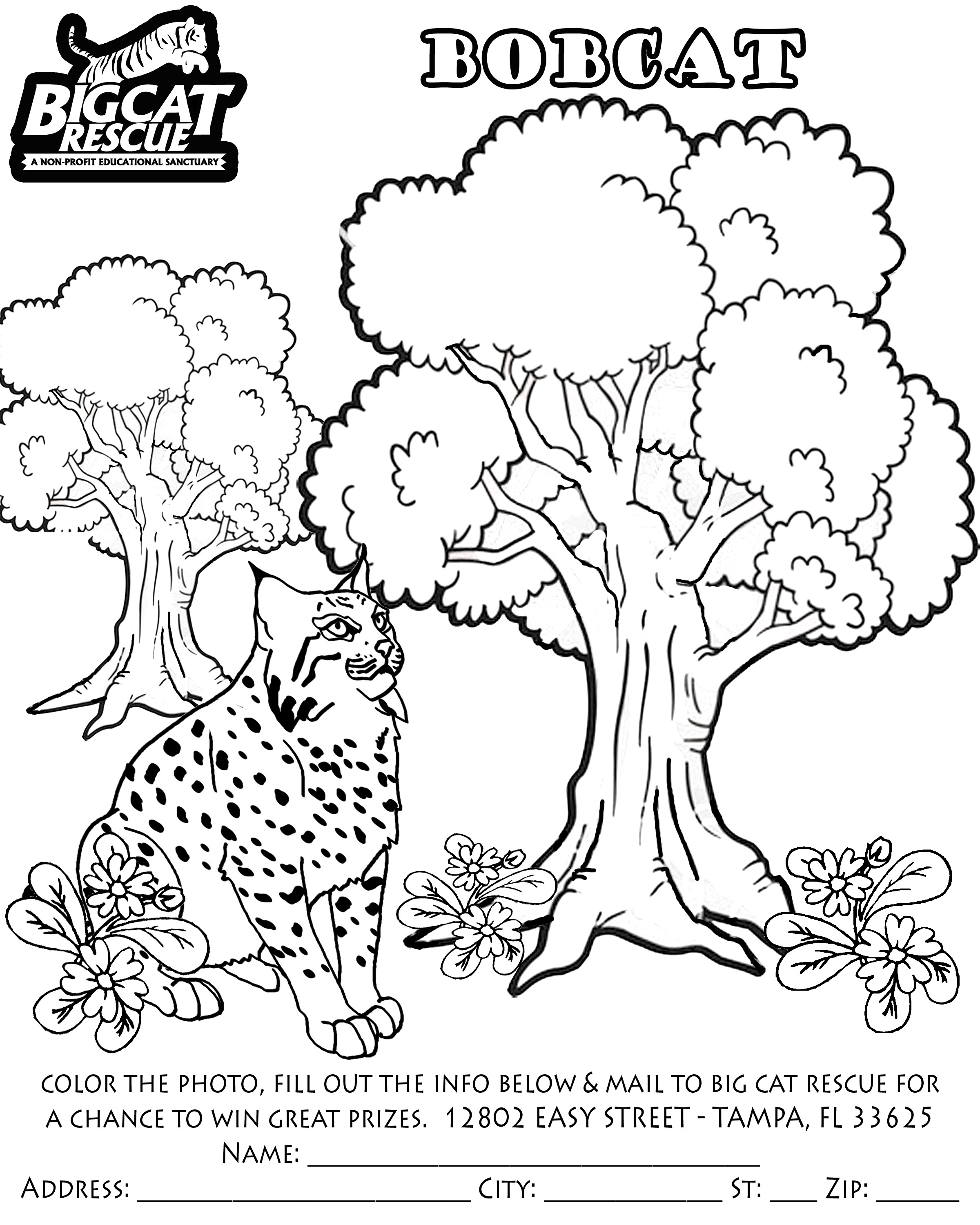 着色页: 山猫 (动物) #10861 - 免费可打印着色页