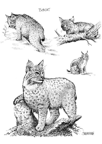 着色页: 山猫 (动物) #10875 - 免费可打印着色页