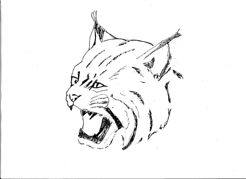 着色页: 山猫 (动物) #10877 - 免费可打印着色页