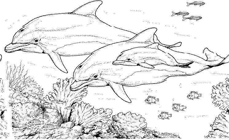 着色页: 海洋生物 (动物) #21985 - 免费可打印着色页