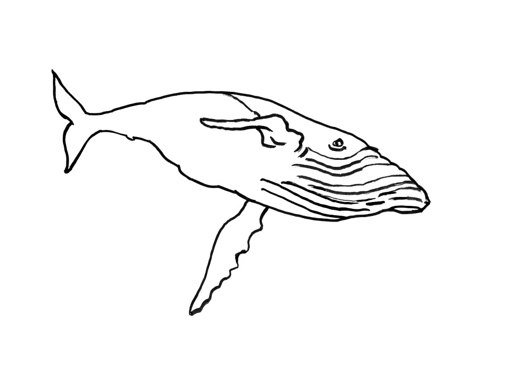 着色页: 海洋生物 (动物) #22241 - 免费可打印着色页