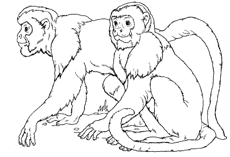 着色页: 猴 (动物) #14177 - 免费可打印着色页