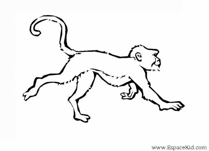 着色页: 猴 (动物) #14214 - 免费可打印着色页