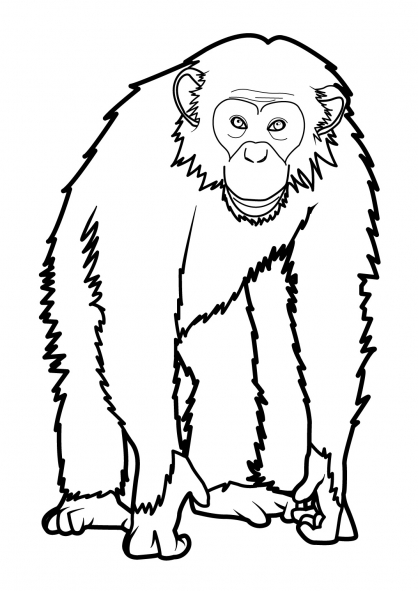 着色页: 猴 (动物) #14220 - 免费可打印着色页