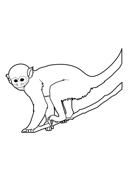 着色页: 猴 (动物) #14225 - 免费可打印着色页