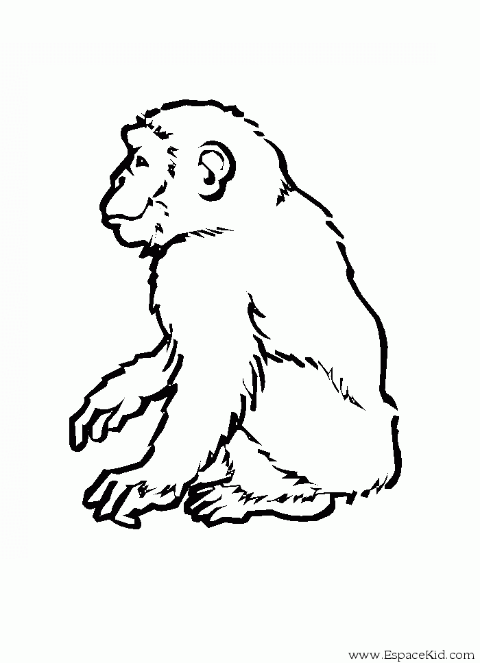 着色页: 猴 (动物) #14295 - 免费可打印着色页