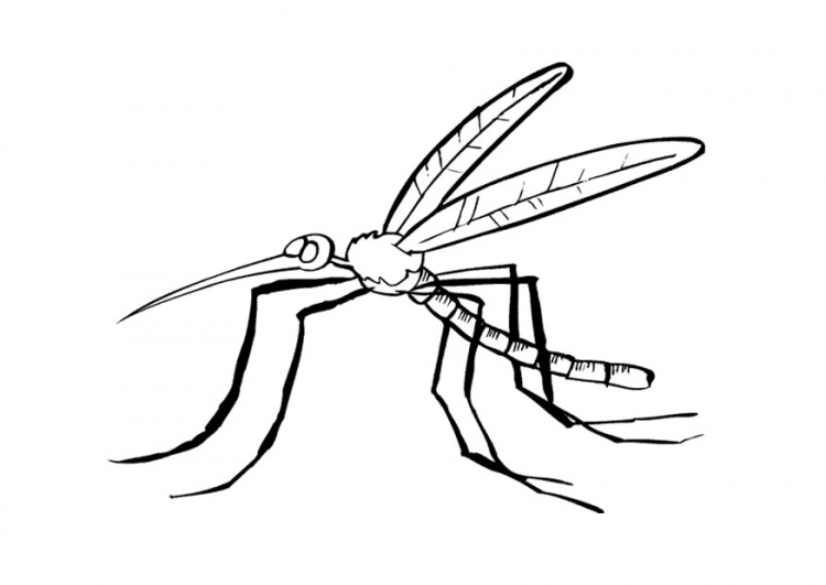 着色页: 蚊子 (动物) #11322 - 免费可打印着色页