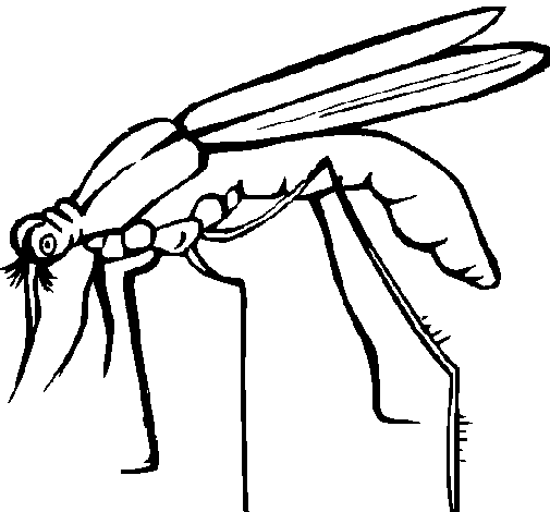 着色页: 蚊子 (动物) #11324 - 免费可打印着色页